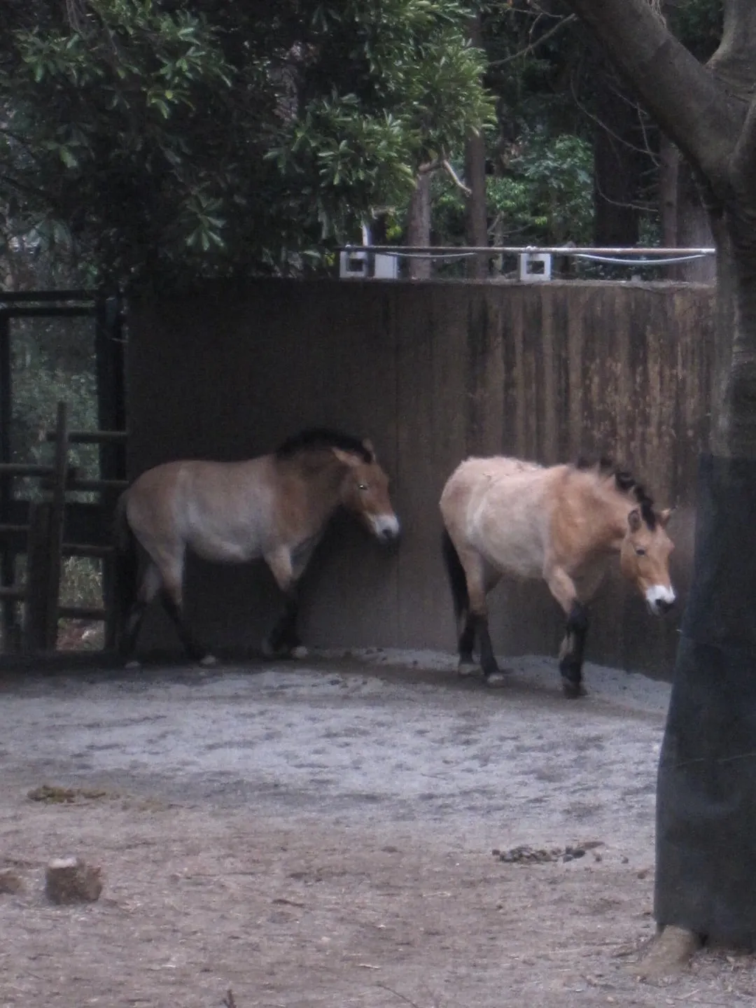 馬のように広い視野が欲しい   後藤花