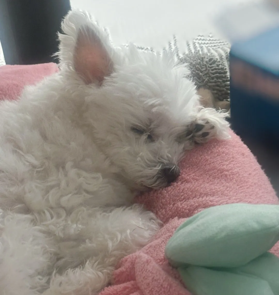 2666＊エコバッグ  里吉うたの