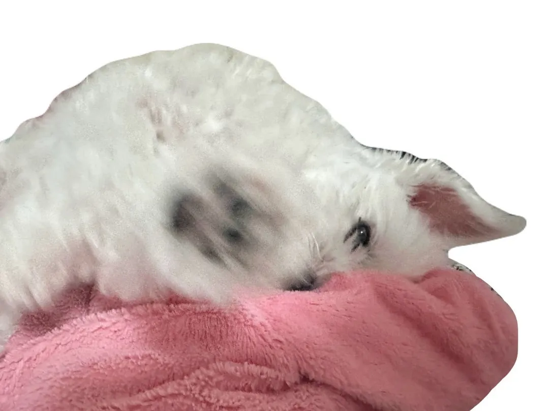 2747*肉球とこわい夢 里吉うたの