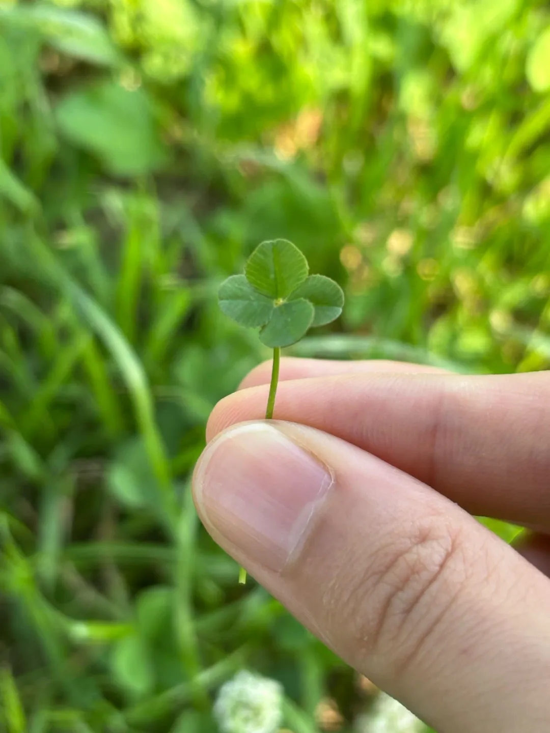 ☘️四つ葉　小林萌花☘️