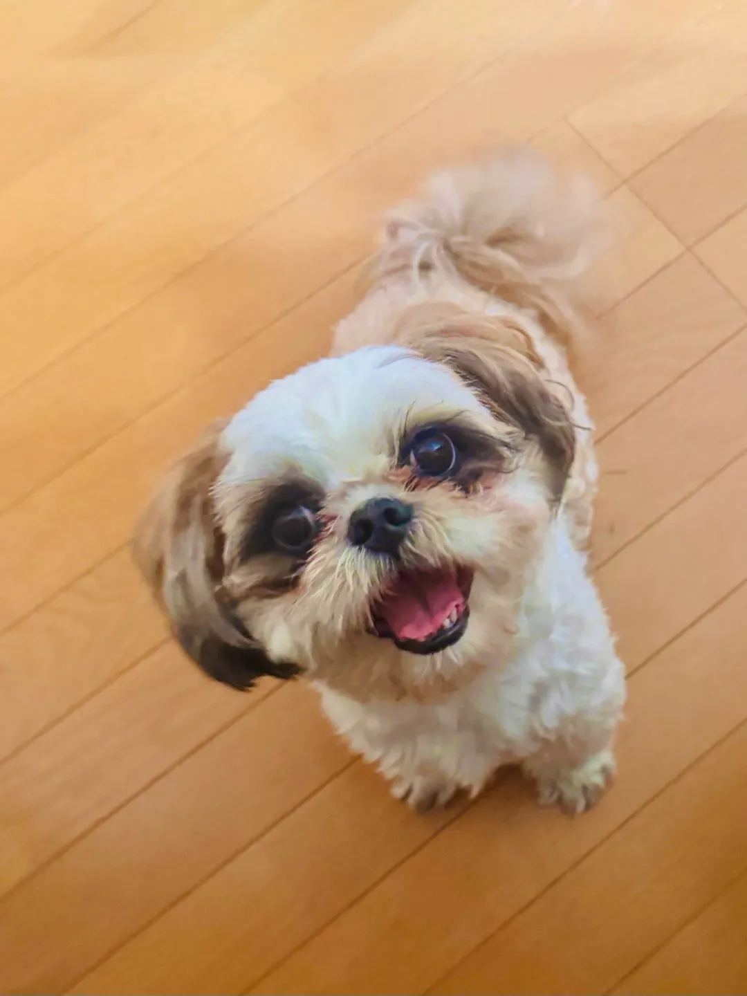 天使♡ 入江里咲