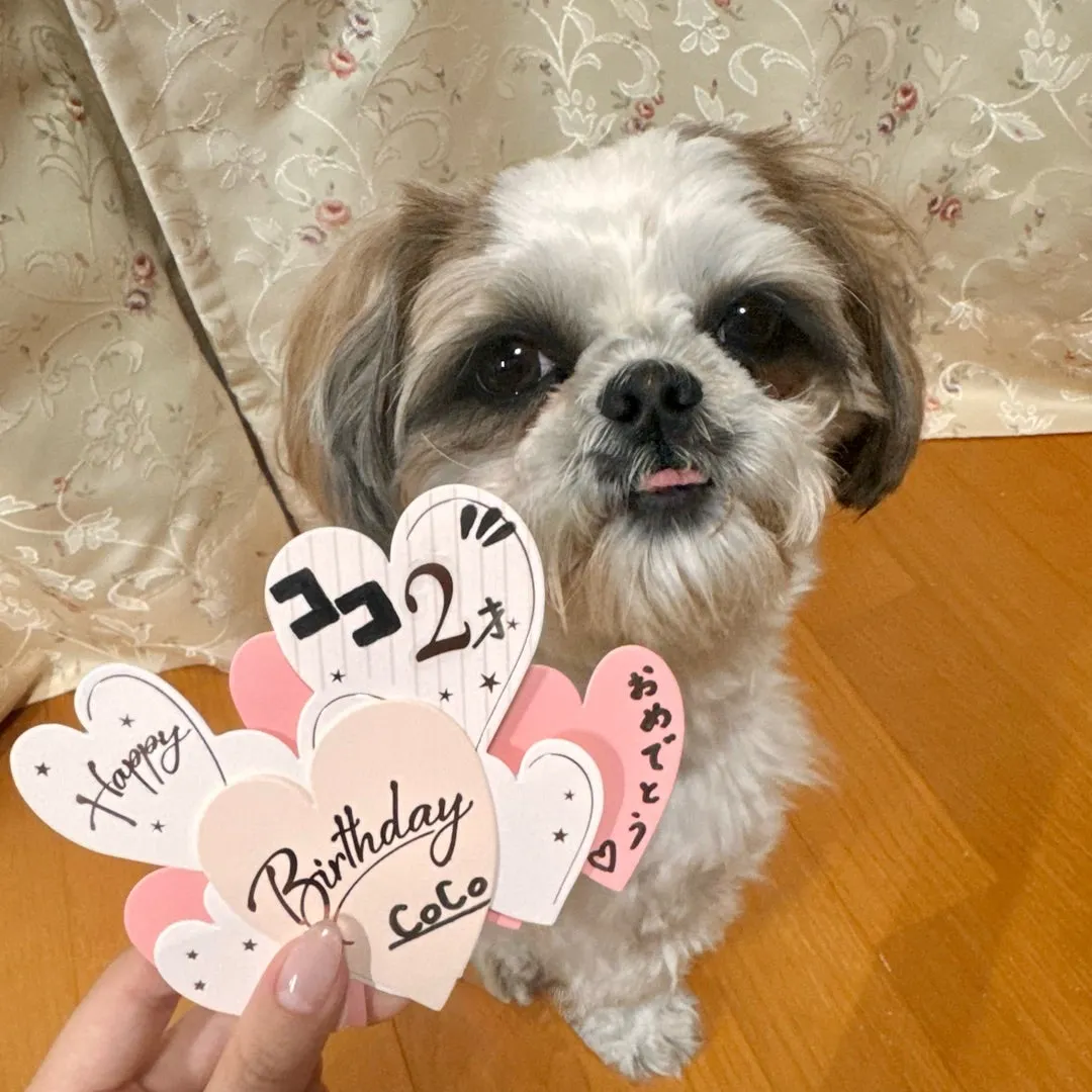 ココ2歳♡ 入江里咲