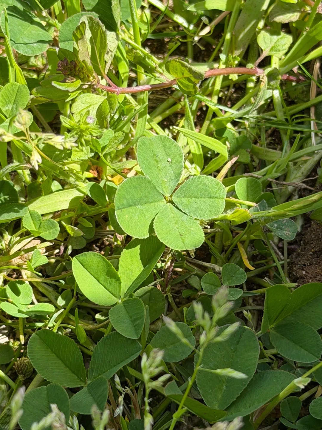 きゅんッ！　広本瑠璃