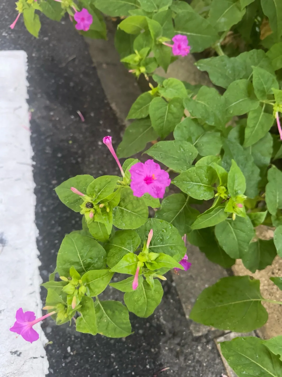 ピクミン活動西﨑美空