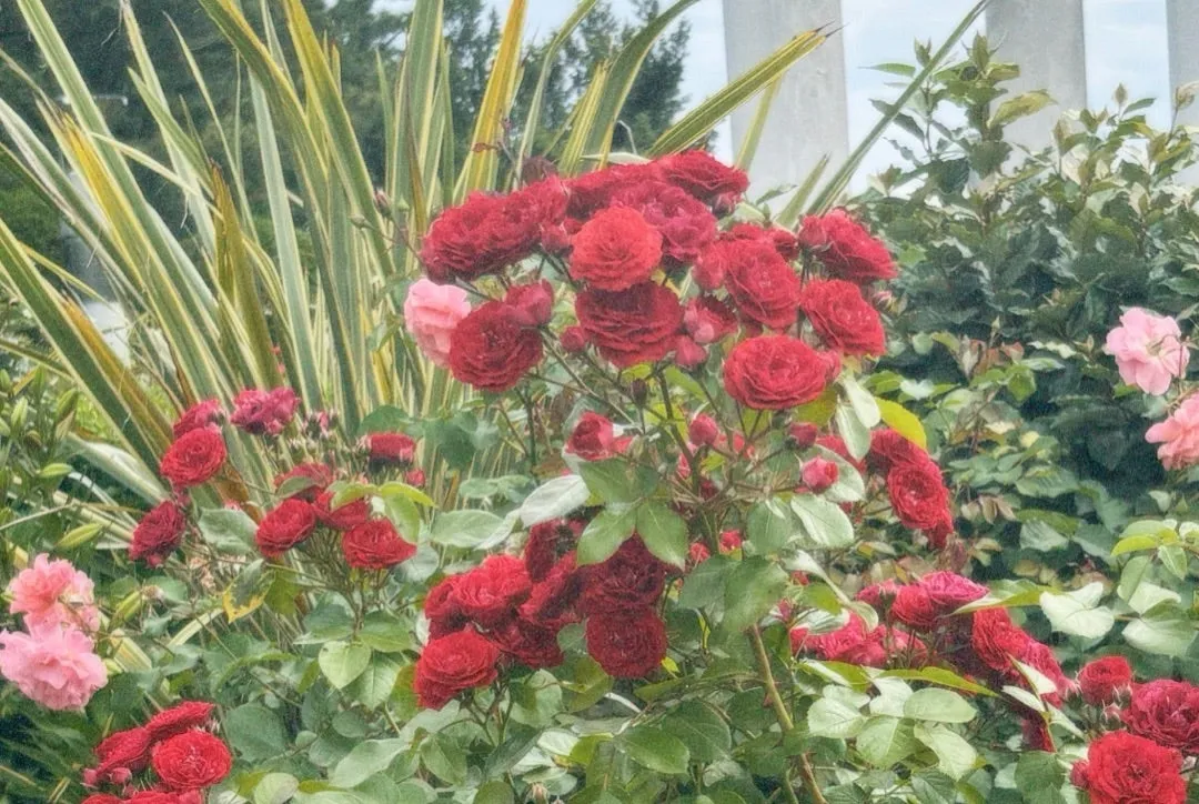 お花の力で 上村麗菜