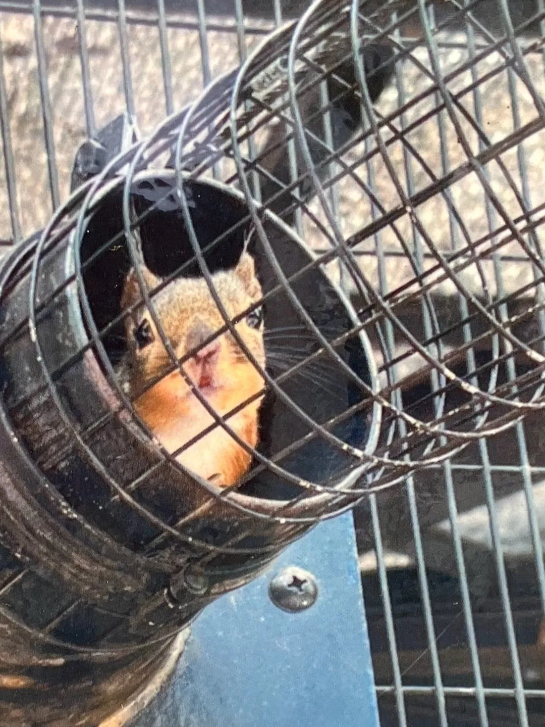 自然動物園　松原ユリヤ